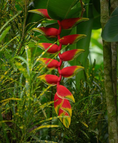 Kot Man-Ya flower garden Seychelles