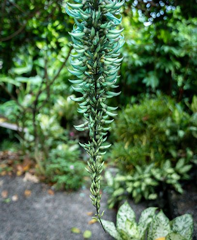 Kot Man-Ya flower garden Seychelles